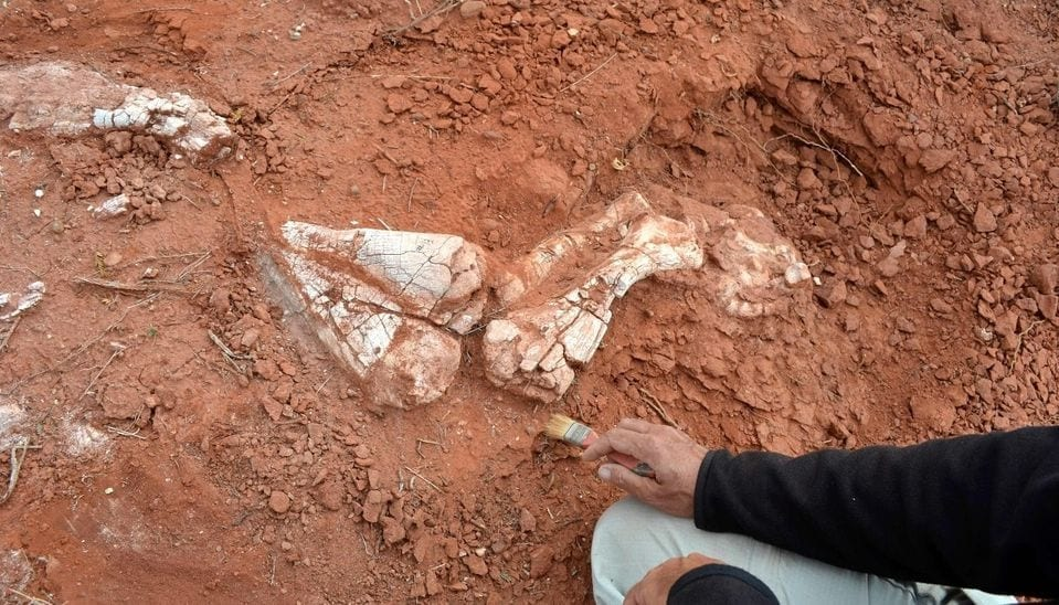 Argentinian Excavation Site Discovery: Paleontologists Unearth A New